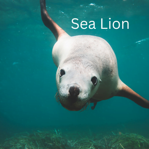 Fun Facts About Sea Animals For Kids