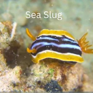 Fun Facts About Sea Animals For Kids 26 Sea Slug