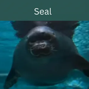 Fun Facts About Sea Animals For Kids 30 Seal