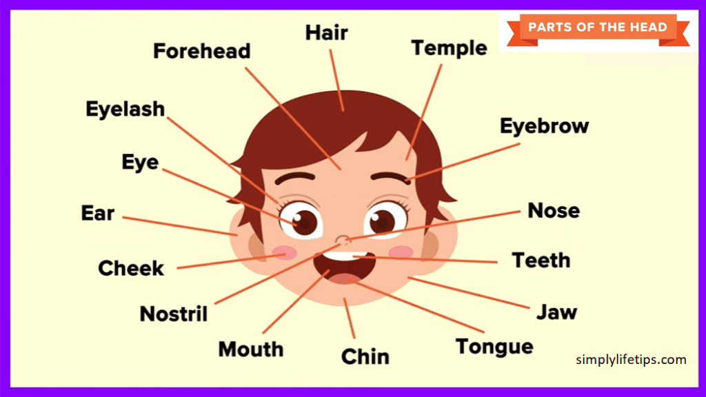 Parts Of The Human Head For Kids Learning