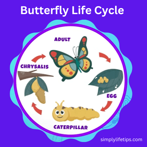 The Life Cycle Of A Butterfly | For Kids' Learning | Simply Life Tips