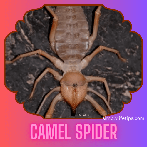 A Guide To Scary And Spooky Animals For Kids Learning 10 Camel Spider