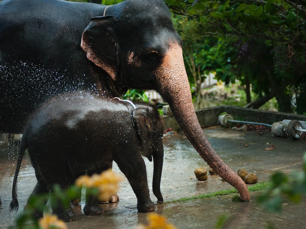 Elephant Parent