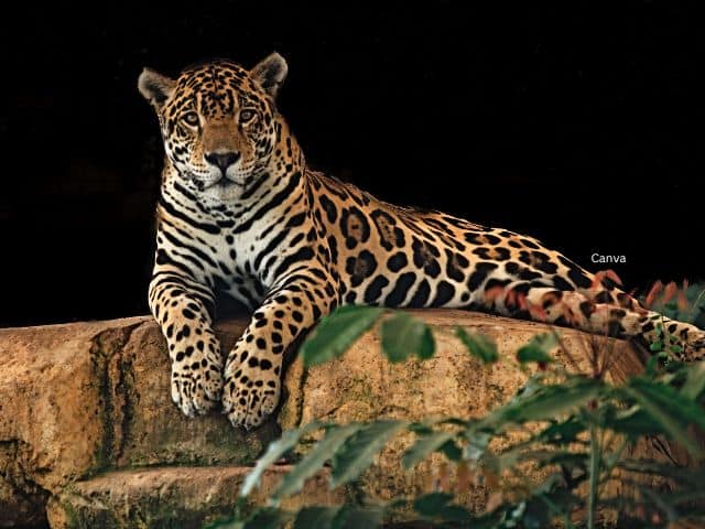 Jaguar Big Cat