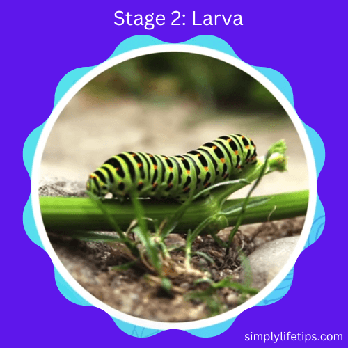 Larva