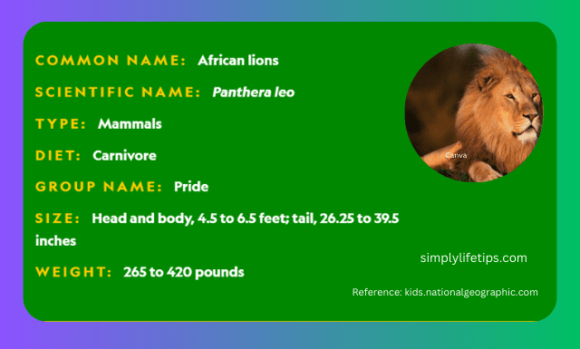 Lion Profile