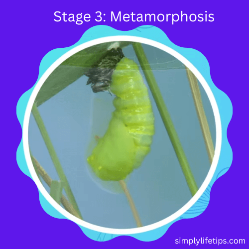 Metamorphosis