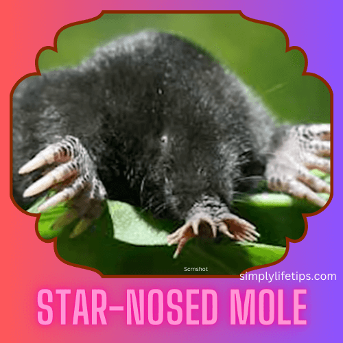 A Guide To Scary And Spooky Animals For Kids Learning 9 Star-nosed mole