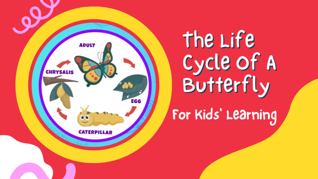 The Life Cycle Of A Butterfly