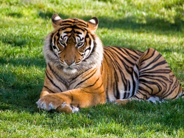 Tiger Big Cat