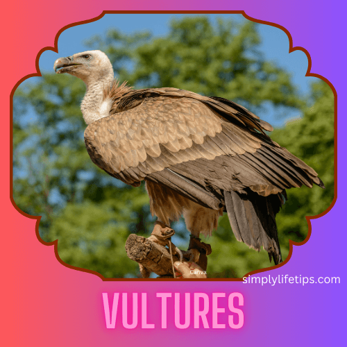 A Guide To Scary And Spooky Animals For Kids Learning 12 Vultures