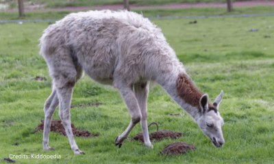 Hoofed Animals For Kids: Cloven Feet and Majestic Adventures 7 Alpaca