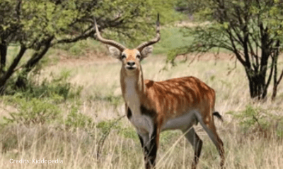 Hoofed Animals For Kids: Cloven Feet and Majestic Adventures 18 Antelope Hoofed Animal