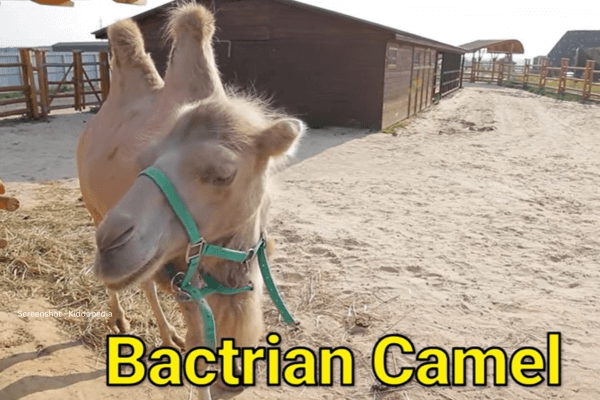 Fun Facts About Bearded Animals And Their Sounds For Kids 3 Bactrian Camel Bearded Animals