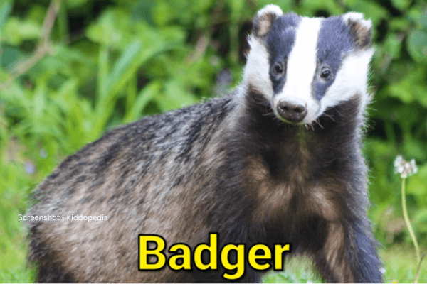 Masked Animals: Fascinating World of Eye-Masked Creatures 12 Badger