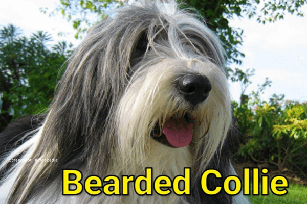 Fun Facts About Bearded Animals And Their Sounds For Kids 5 Bearded Collie