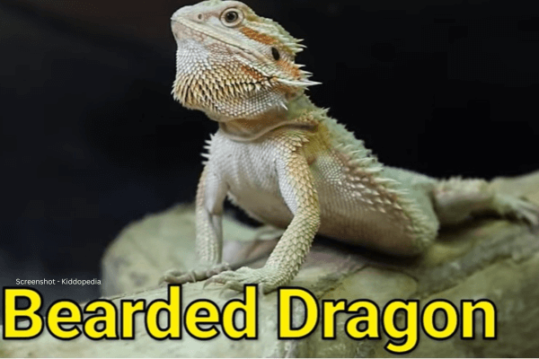 Fun Facts About Bearded Animals And Their Sounds For Kids 6 Bearded Dragon