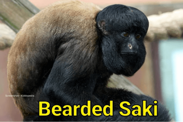 Fun Facts About Bearded Animals And Their Sounds For Kids 7 Bearded Saki
