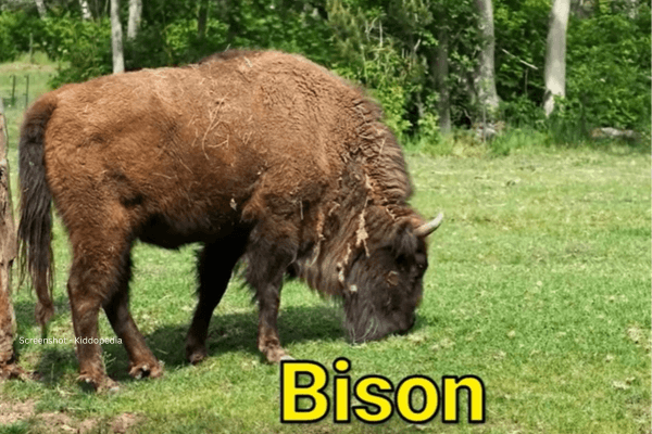 Fun Facts About Bearded Animals And Their Sounds For Kids 8 Bison Bearded Animals