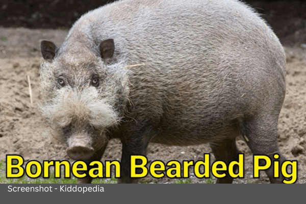 Fun Facts About Bearded Animals And Their Sounds For Kids 9 Bornean Bearded Pig