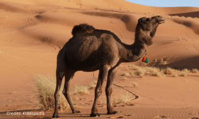 Hoofed Animals For Kids: Cloven Feet and Majestic Adventures 10 Camel Hoofed Animal