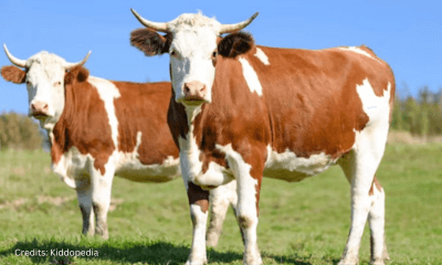 Hoofed Animals For Kids: Cloven Feet and Majestic Adventures 4 Cow Hoofed Animal