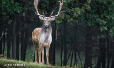 Hoofed Animals For Kids: Cloven Feet and Majestic Adventures 15 Deer Hoofed Animal