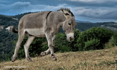 Hoofed Animals For Kids: Cloven Feet and Majestic Adventures 5 Donkey Hoofed Animal
