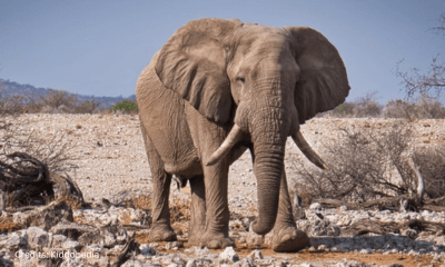 Hoofed Animals For Kids: Cloven Feet and Majestic Adventures 11 Elephant