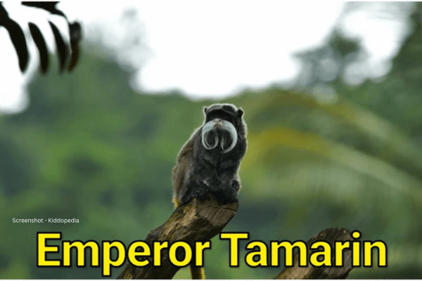 Fun Facts About Bearded Animals And Their Sounds For Kids 11 Emperor Tamarin