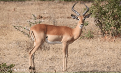 Hoofed Animals For Kids: Cloven Feet and Majestic Adventures 14 Gazelle Hoofed Animal