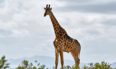 Hoofed Animals For Kids: Cloven Feet and Majestic Adventures 8 Giraffe Hoofed Animal