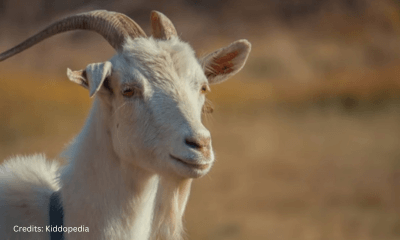 Hoofed Animals For Kids: Cloven Feet and Majestic Adventures 9 Goat