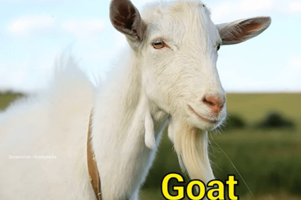 Fun Facts About Bearded Animals And Their Sounds For Kids 12 Goat Bearded Animals