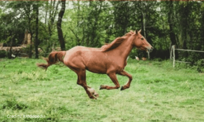 Hoofed Animals For Kids: Cloven Feet and Majestic Adventures 3 Horse Hoofed Animal