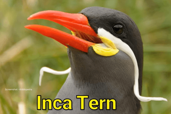 Fun Facts About Bearded Animals And Their Sounds For Kids 14 Inca Tern