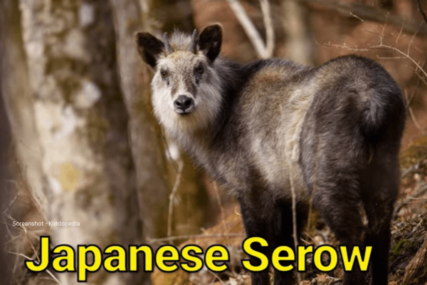 Fun Facts About Bearded Animals And Their Sounds For Kids 15 Japanese Serow