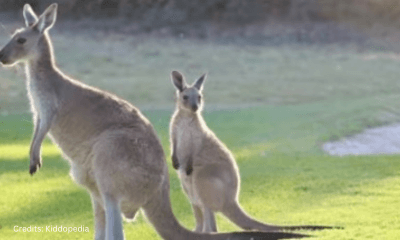 Hoofed Animals For Kids: Cloven Feet and Majestic Adventures 13 Kangaroo Hoofed Animal