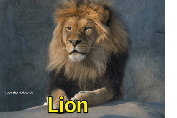 Fun Facts About Bearded Animals And Their Sounds For Kids 16 Lion Bearded Animals
