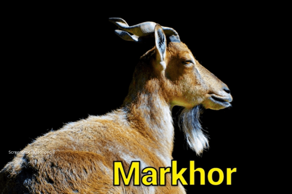 Fun Facts About Bearded Animals And Their Sounds For Kids 17 Markhor