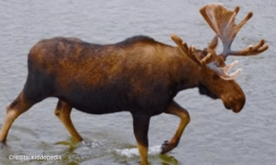 Hoofed Animals For Kids: Cloven Feet and Majestic Adventures 17 Moose Hoofed Animal