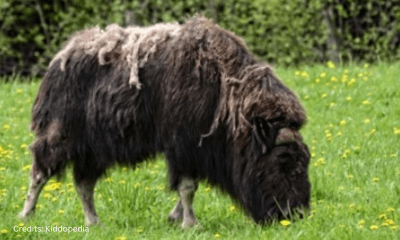 Hoofed Animals For Kids: Cloven Feet and Majestic Adventures 19 Musk Ox Hoofed Animal