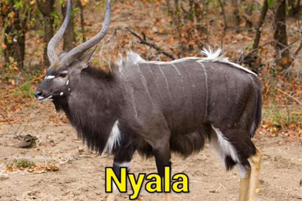 Fun Facts About Bearded Animals And Their Sounds For Kids 19 Nyala