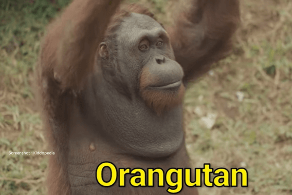 Fun Facts About Bearded Animals And Their Sounds For Kids 20 Orangutan