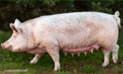 Hoofed Animals For Kids: Cloven Feet and Majestic Adventures 22 Pig