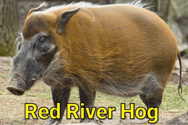 Fun Facts About Bearded Animals And Their Sounds For Kids 21 Red River Hog