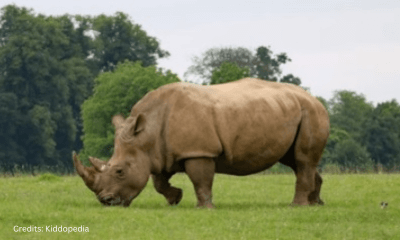 Hoofed Animals For Kids: Cloven Feet and Majestic Adventures 21 Rhinoceros Hoofed Animal