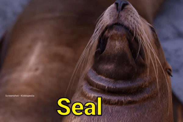 Fun Facts About Bearded Animals And Their Sounds For Kids 22 Seal