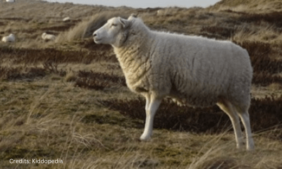 Hoofed Animals For Kids: Cloven Feet and Majestic Adventures 16 Sheep