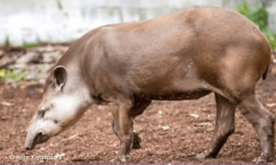 Hoofed Animals For Kids: Cloven Feet and Majestic Adventures 12 Tapir Hoofed Animal